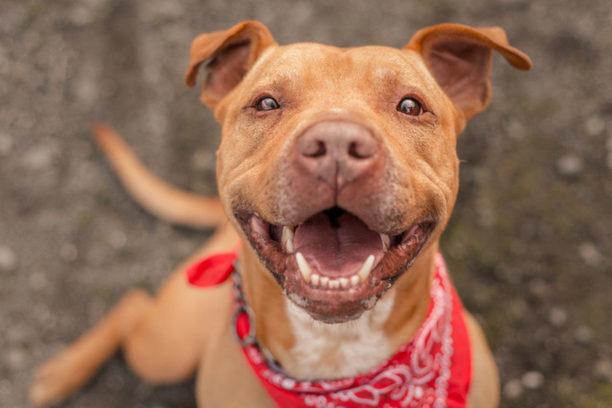 Imagem colorida de american pit bull terrier sorridente