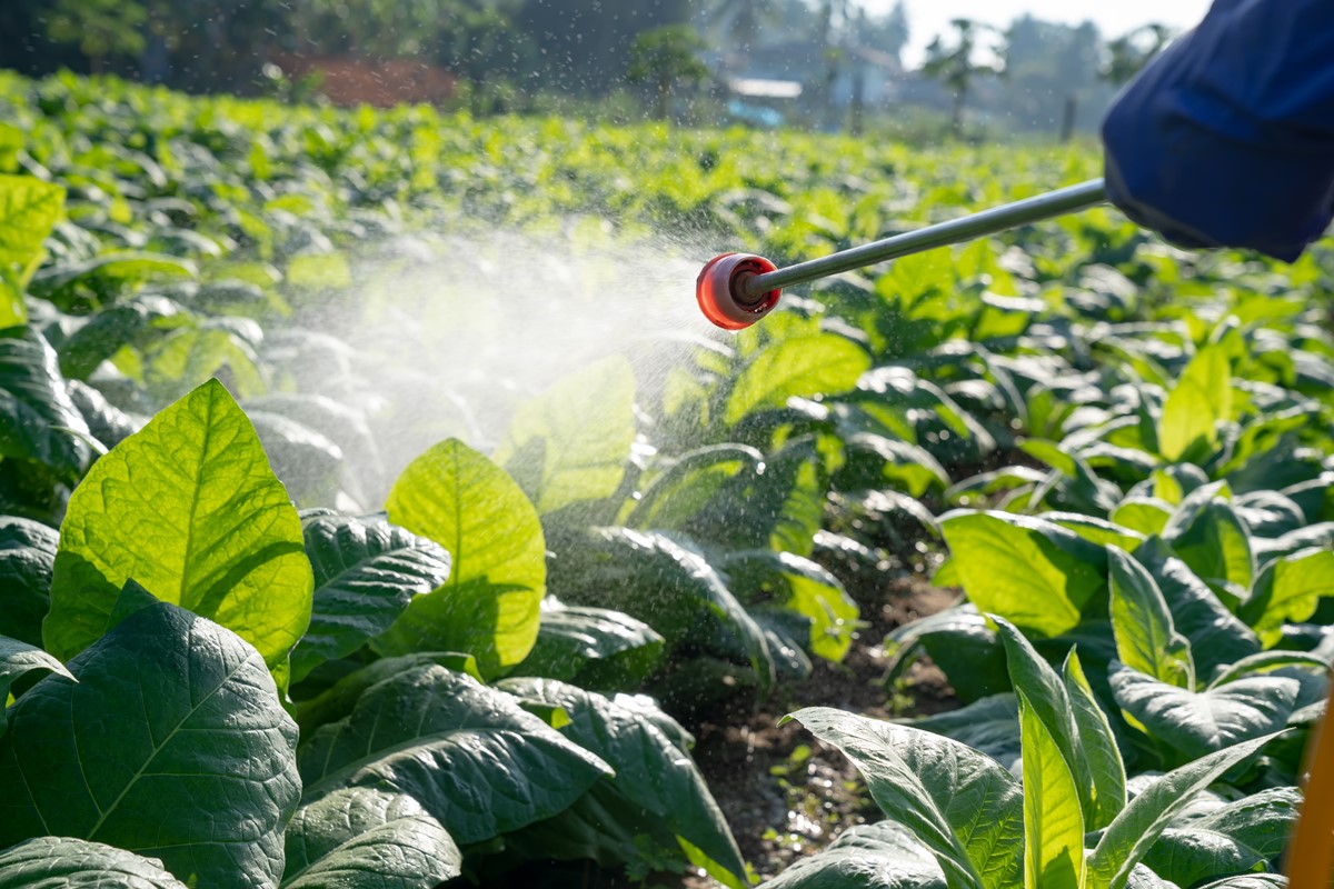 Foto colorida - Homem jogando pesticidas em plantação 