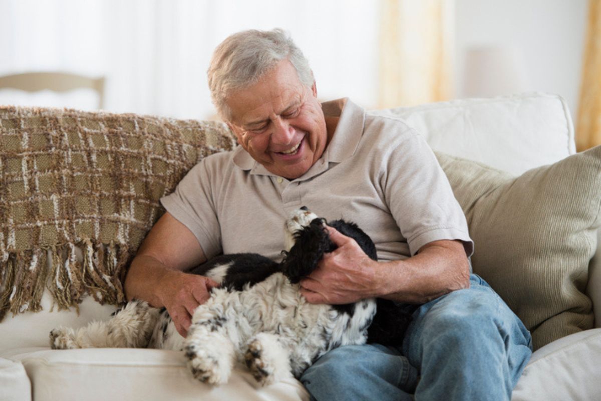 7 raças de cachorro que são ótimas companheiras para idosos; confira