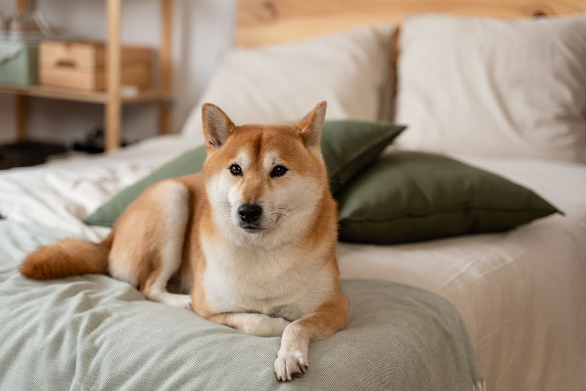 Foto colorida de shiba inu - Metrópoles