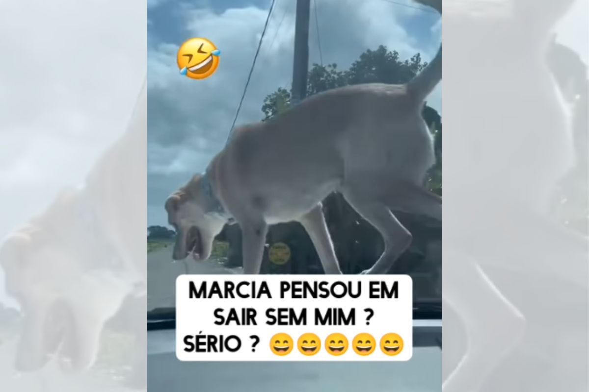 Foto colorida de um cachorro no capô do carro - Metrópoles