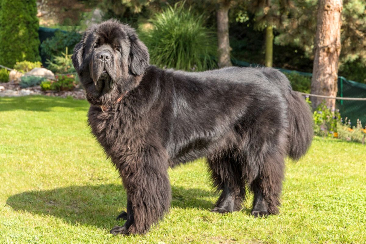 Imagem colorida de cachorro da raça terra nova em pé na grama