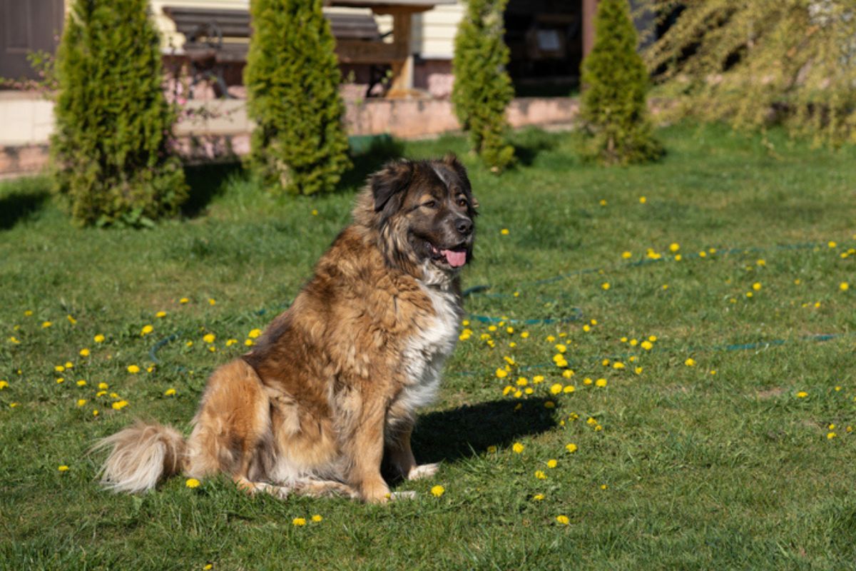 Imagem colorida de cachorro da raça leonberger sentado em meio à um jardim 