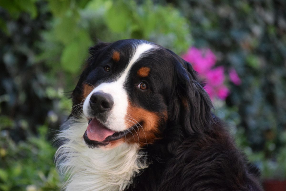 Imagem colorida de cachorro da raça bernese mountain dog