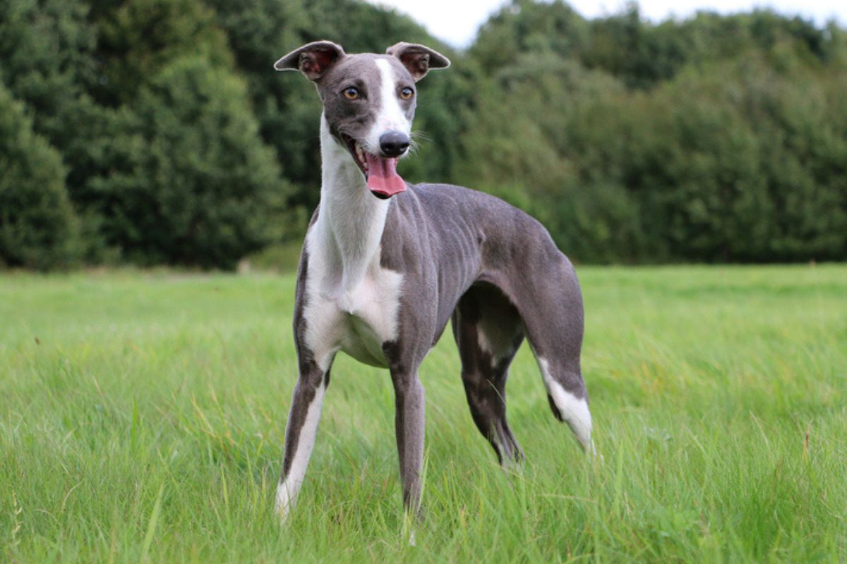 Imagem colorida de cachorro da raça greyhound em pé