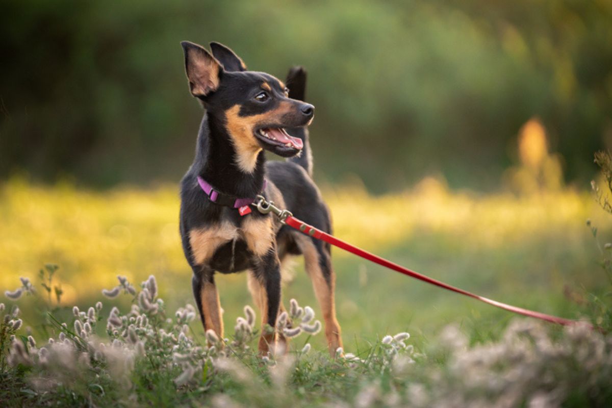 Imagem colorida de pinscher em pé