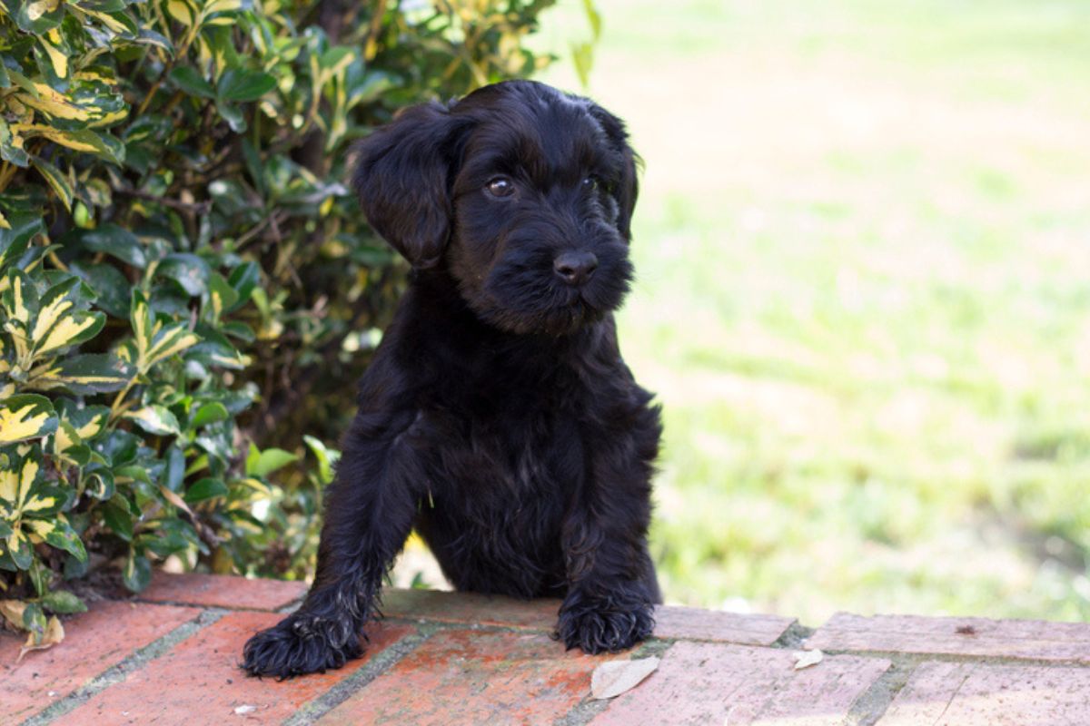 Imagem colorida de cachorro da raça schnauzer preto subindo degrau