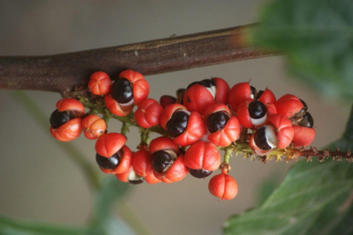 Imagem colorida da fruta guaraná