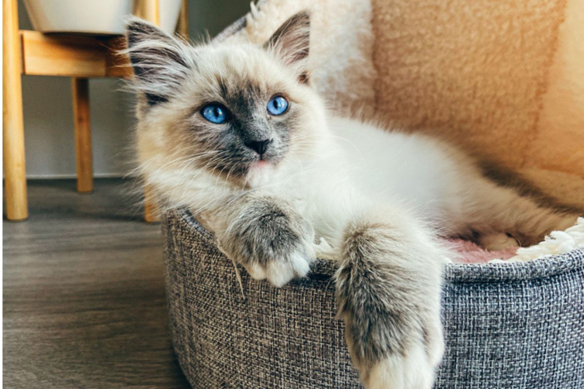 Imagem colorida de gato da raça ragdoll deitado na cama de gato