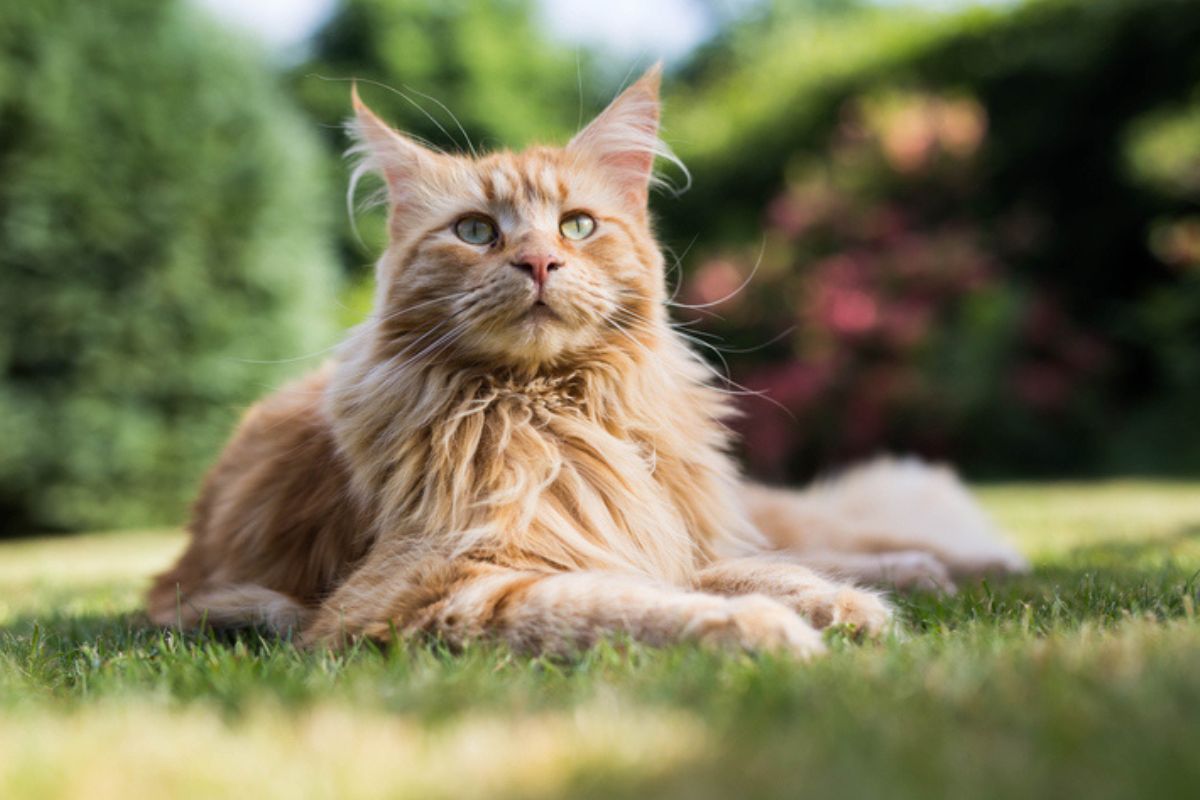 Imagem colorida de maine coon deitado na grama