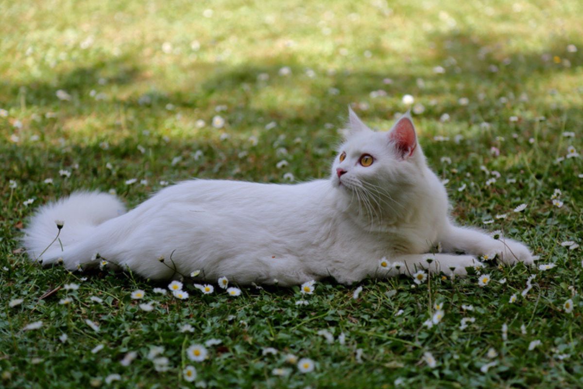 Imagem colorida de gato da raça angorá deitado na grama