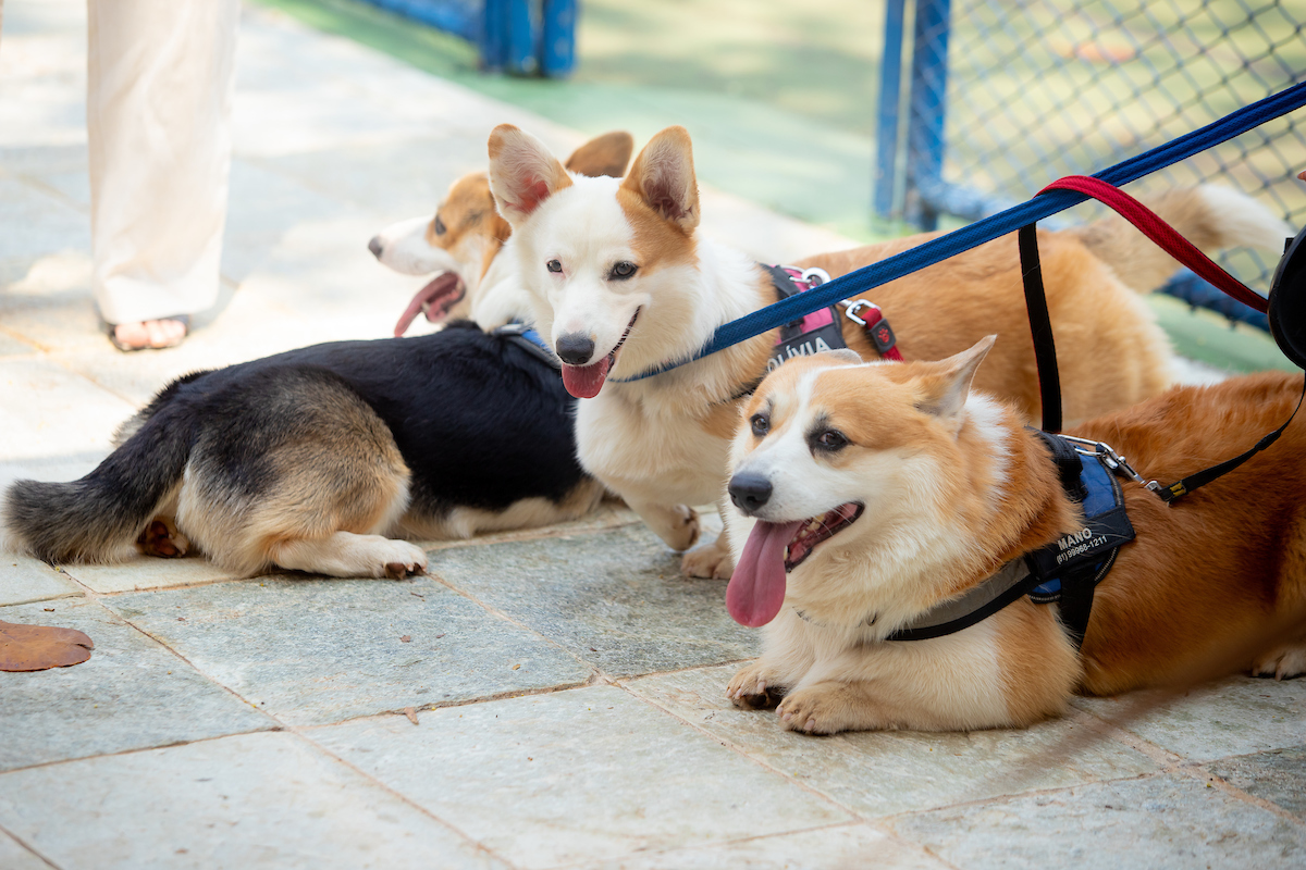 Corgis descansando durante o evento canino