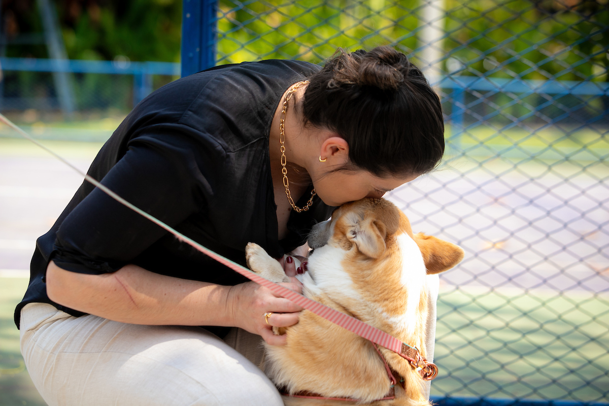 Corgi recebendo beijo