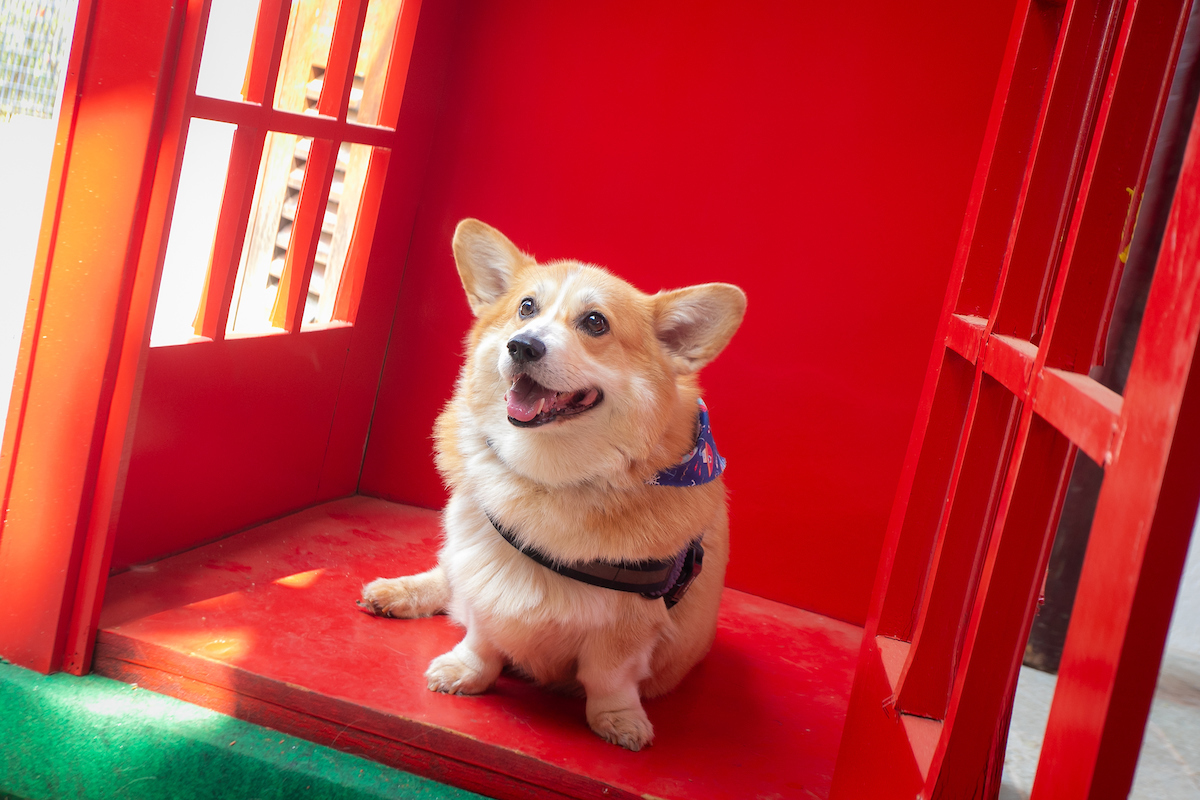 Gilberto, um dos corgis do evento