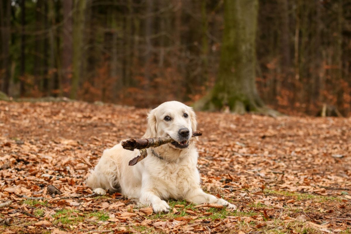 Imagem colorida de labrador retriever deitado com galho na boca