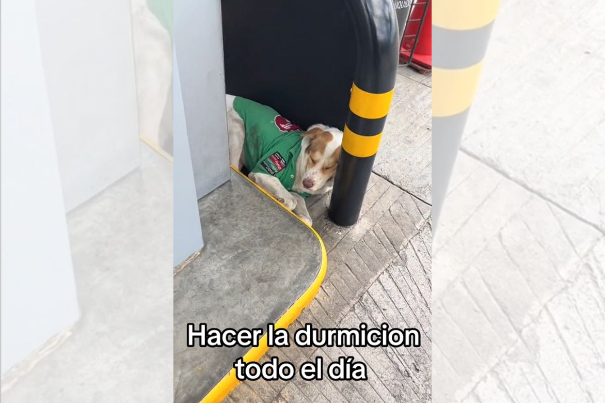 Foto colorida de um cachorro no posto de gasolina - Metrópoles