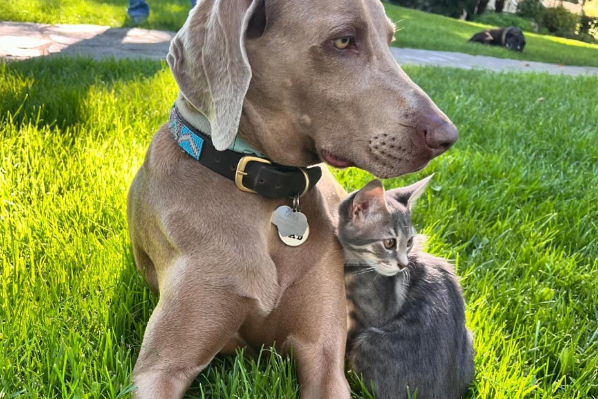 Foto colorida de um gato e um cachorro - Metrópoles