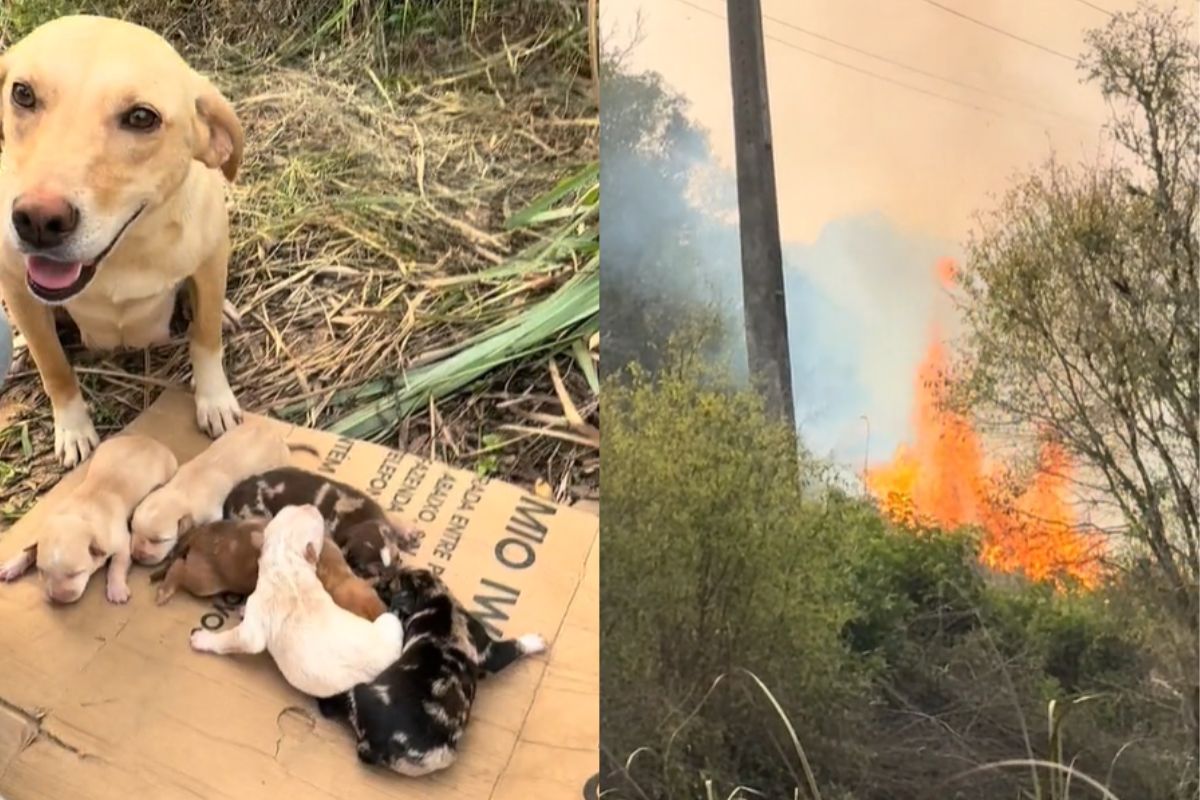 Montagem de duas imagens coloridas. A primeira da cadela com a ninhada, e a segunda de fogo se aproximando