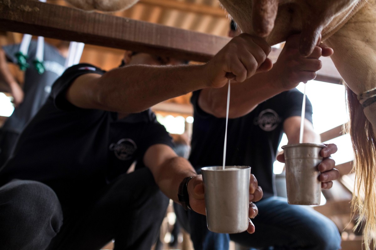 Fotografia colorida mostrando dois homens tirando leite de vacas-Metrópoles