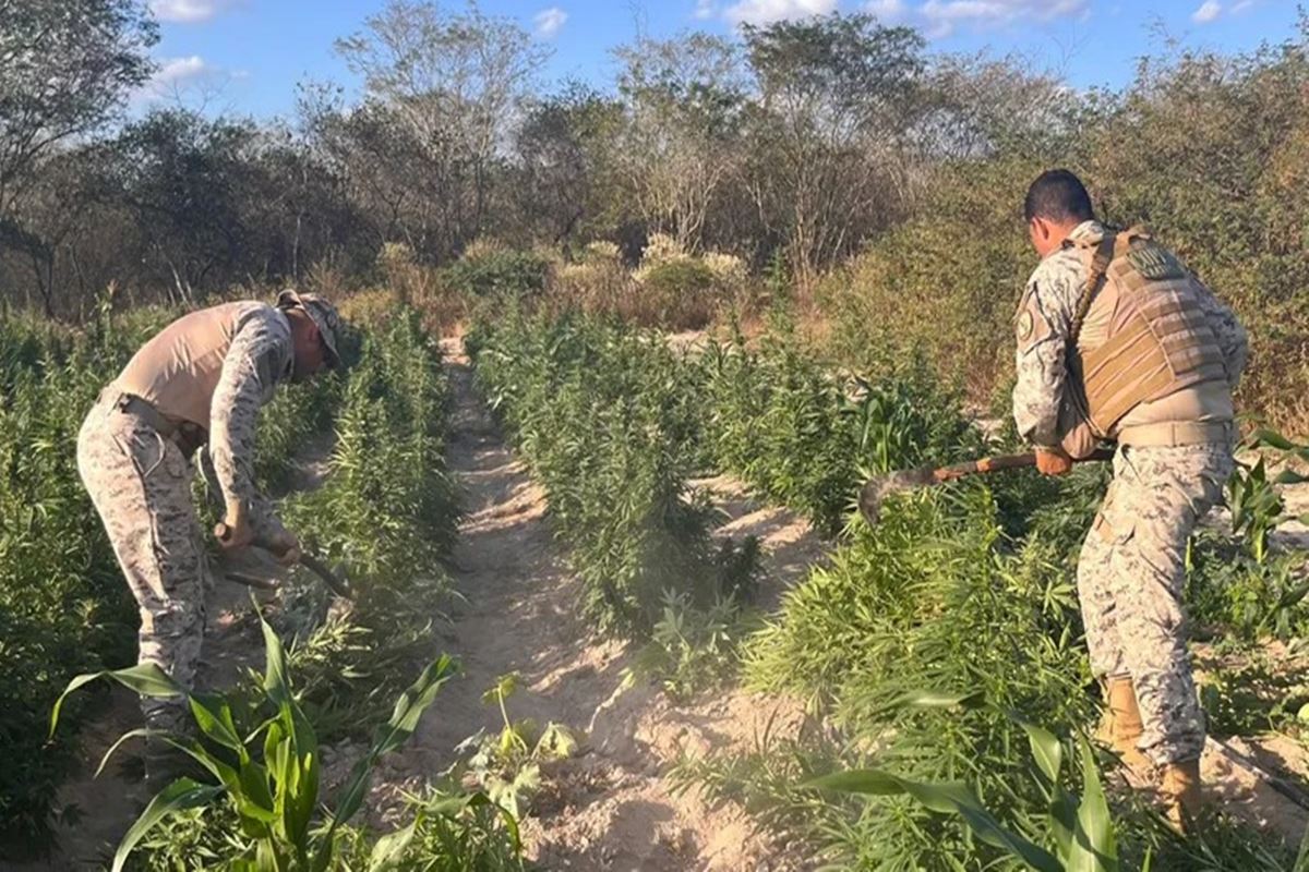 Police seize 25,000 genetically engineered marijuana plants