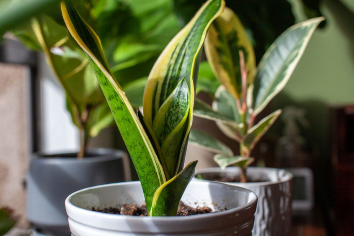 Image couleur d'une plante serpent en pot