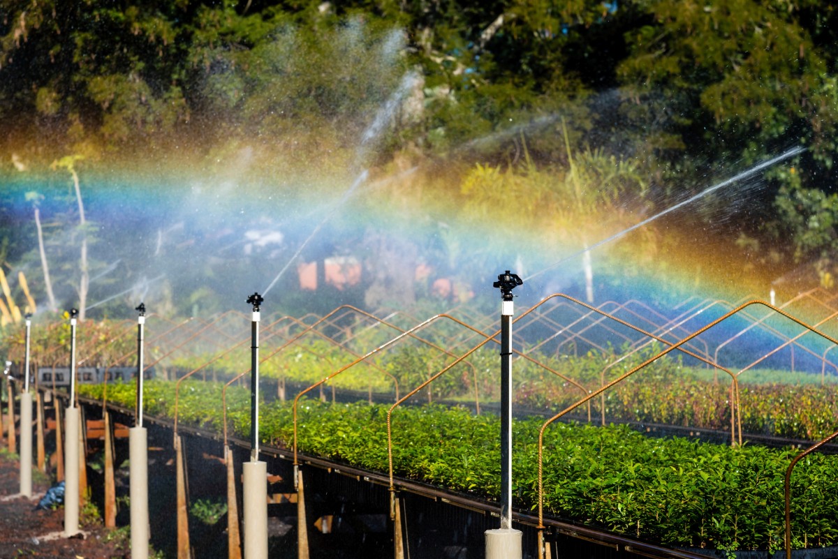 Fotografia colorida mostrando plantação sendo irrigada-Metrópoles