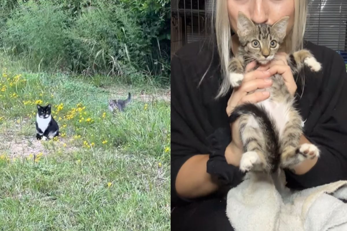 Montagem de duas imagens coloridas da filhote com outros gatos, e da felina depois de capturada