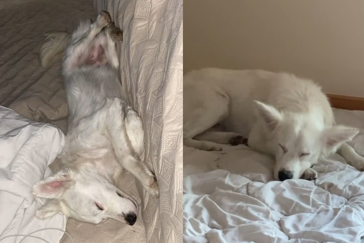 Montagem de duas imagens coloridas do cachorro branco deitado na cama