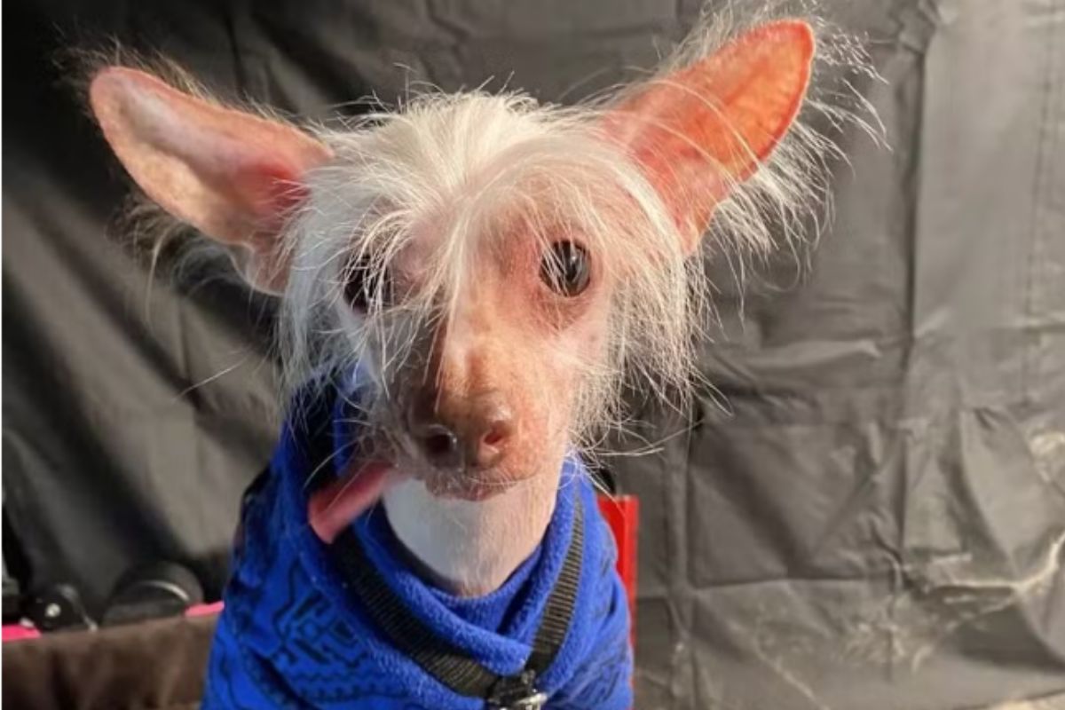 Foto colorida de um cachorro com a língua para fora - Metrópoles