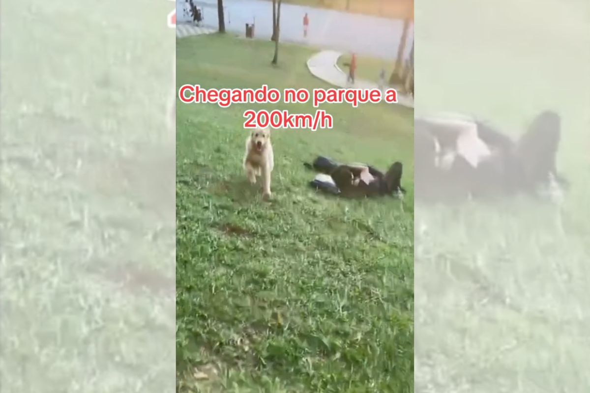 Foto colorida de um cachorro correndo - Metrópoles