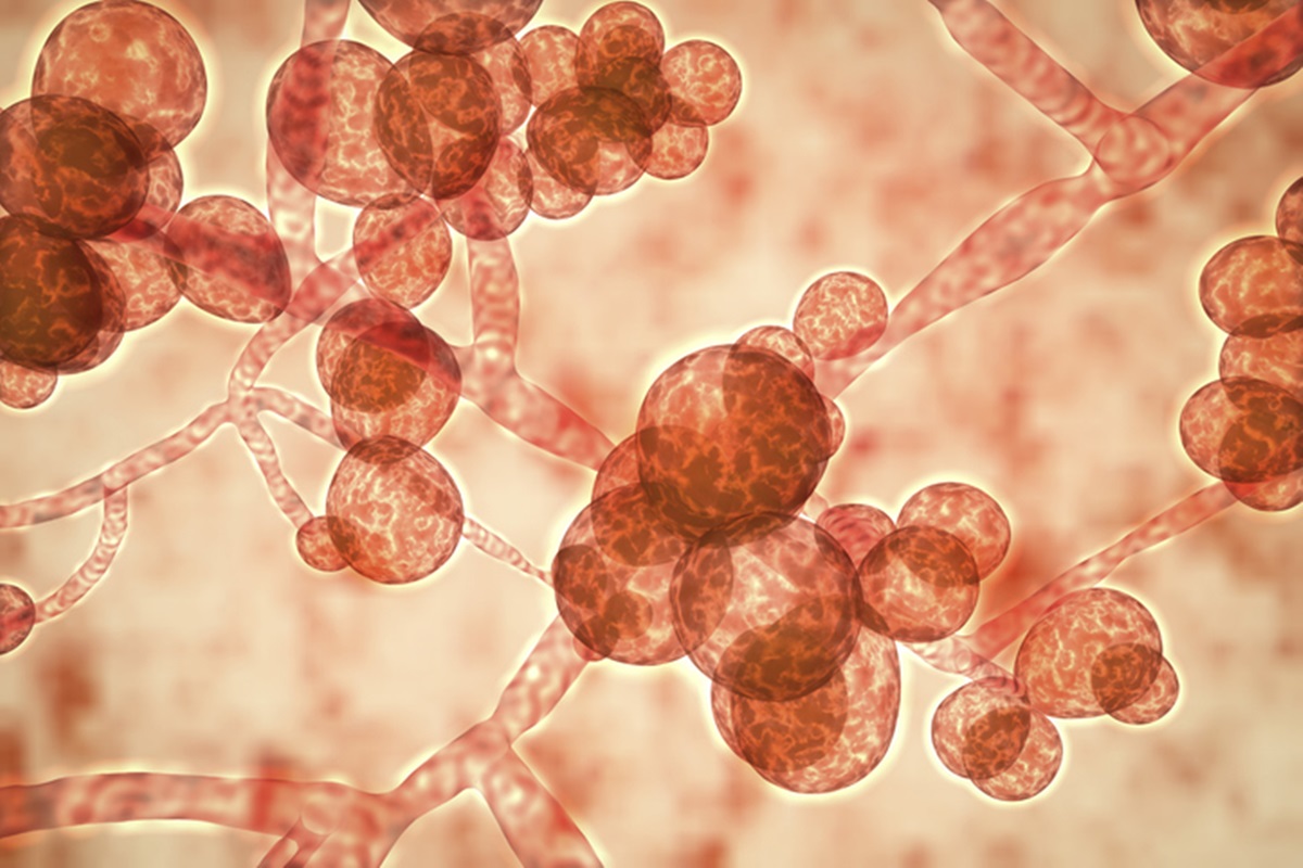 Candida auris - Figure 1