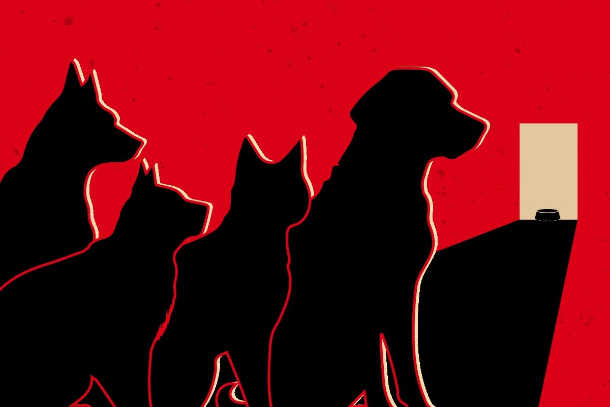 Pesquisa: 55% dos lares no DF têm pets. Veja cidades com mais bichos