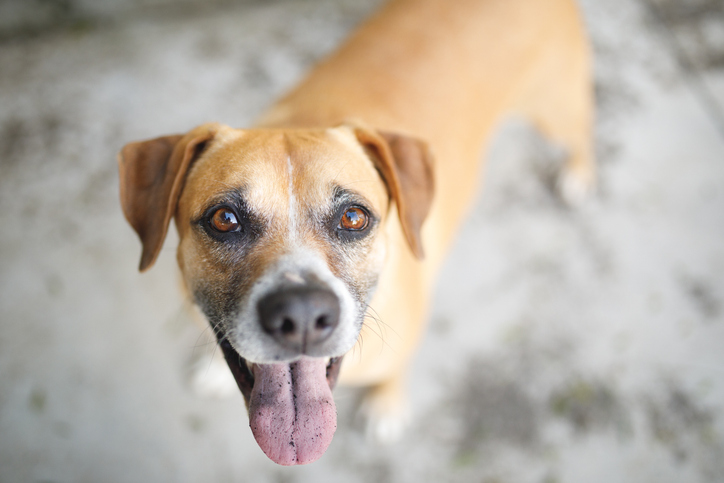 Cachorro caramelo olha para a câmera em foto colorida - Metrópoles