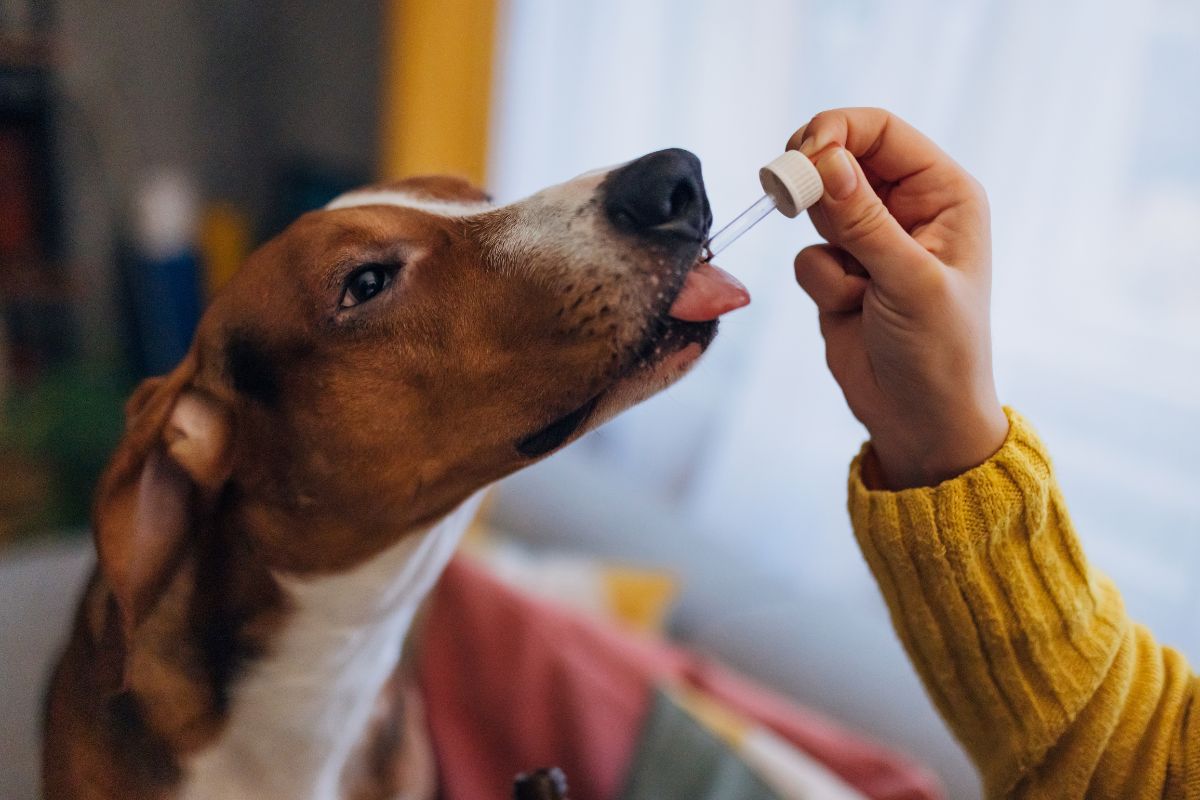 Foto colorida de um cachorro usando óleo medicinal - Metrópoles