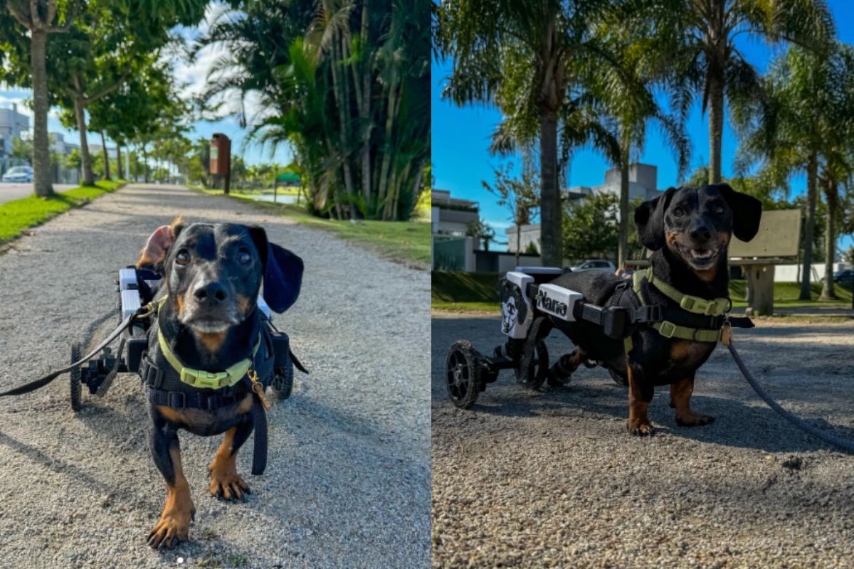 Montagem de duas imagens coloridas de cachorro salsicha em cadeira de rodas