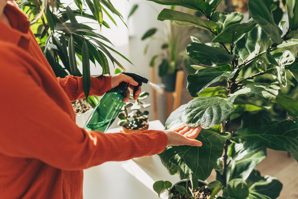 pessoa regando plantas em casa - banho de floresta indoor