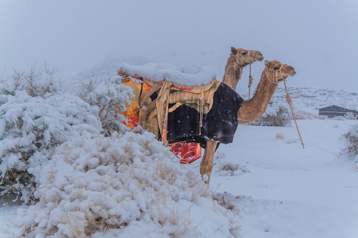 Vídeo: neve cobre deserto saudita pela 1ª vez na história | Metrópoles