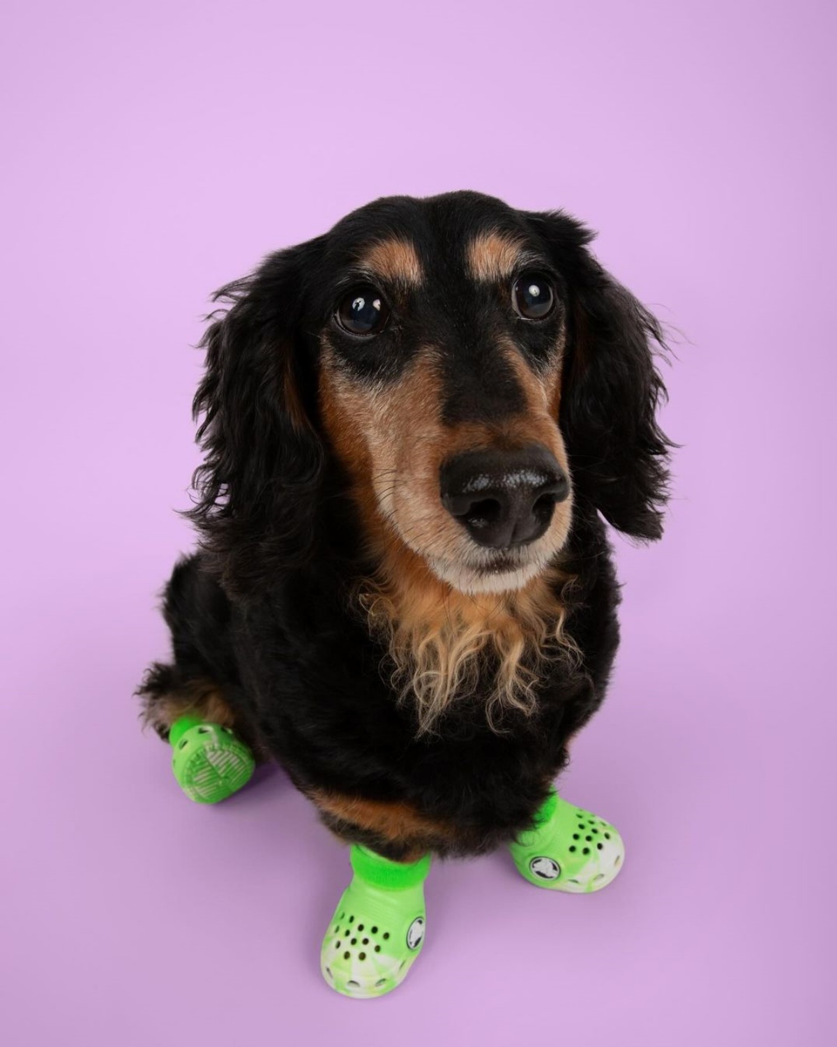 A imagem mostra um cachorro usando uma Crocs verde em um fundo roxo