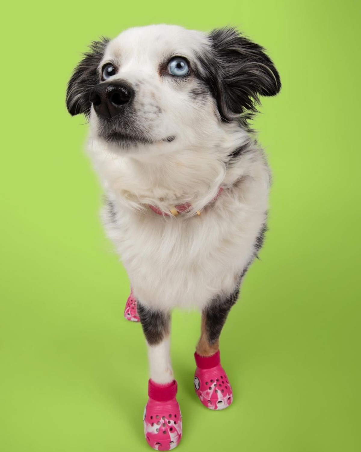 A imagem mostra um cachorro usando uma Crocs rosa em um fundo verde