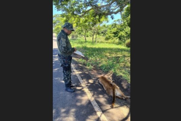 Onça-parda foi atropelada na SPV-035, em Presidente Epitácio (SP) - Metrópoles