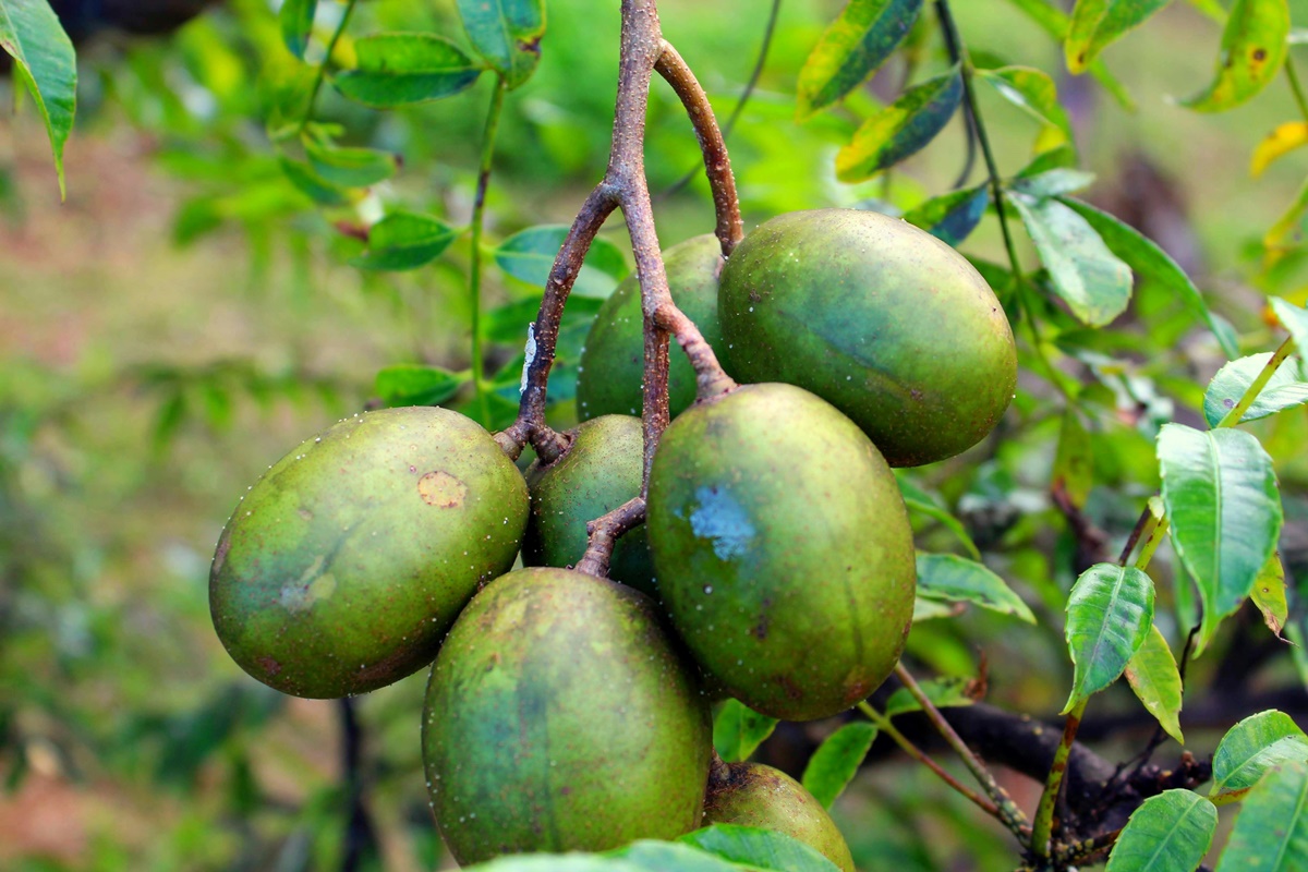 Conheça fruta tropical rica em vitamina C e ferro que protege a saúde