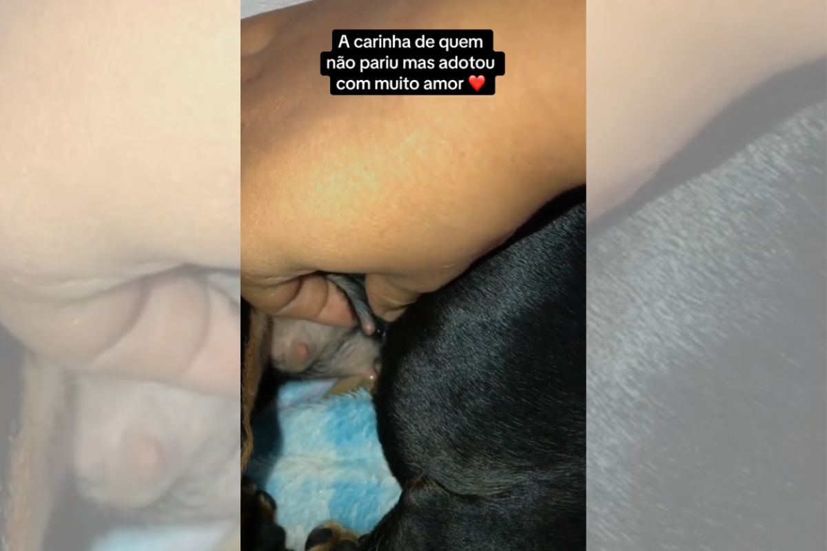 Foto colorida de um pinscher - Metrópoles