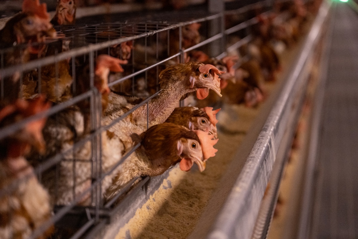 Gripe aviária: México decide suspender importações de frango do Brasil