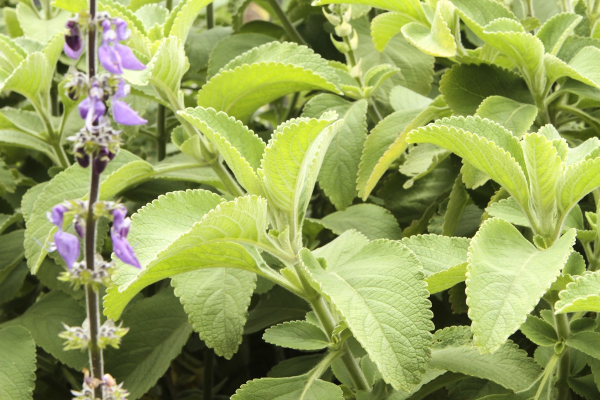 Flor de boldo (Peumus boldus) em primeiro plano e ao fundo as folhas deste arbusto com os sulcos de suas folhas e os pelos característicos da planta