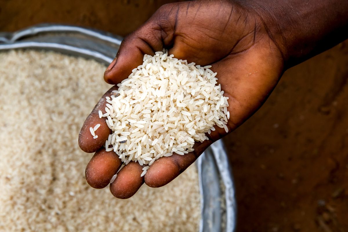 Lavar o Arroz Antes de Cozinhá-lo: Mito ou Necessidade?