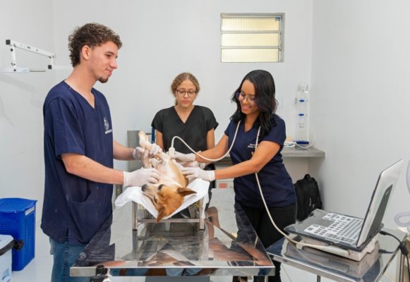 Foto colorida de um atendimento veterinário. Na imagem três pessoas em pé em volta de uma mesa onde se encontra um cachorro deitado - Metrópoles 