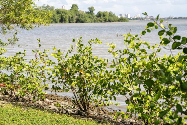 Foto colorida de uma vegetação nas margens de um mangue - Metrópoles