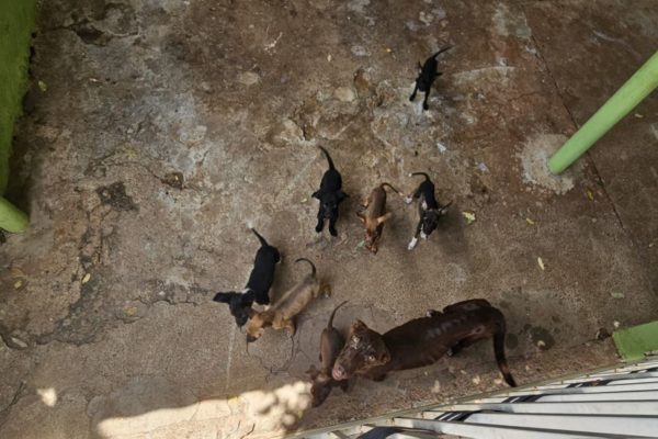 Cães e filhotes encontrados em situação de subnutrição em casa de Presidente Epitácio (SP) - Metrópoles