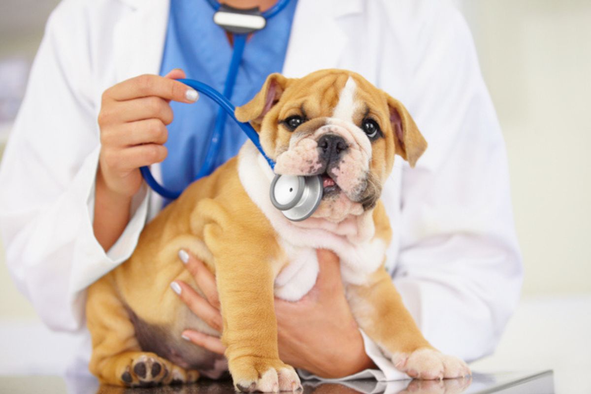 Verminoses em cães: conheça cinco sinais de alerta mais comuns