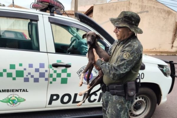 Cadela resgatada em Rosana (SP) após maus-tratos - Metrópoles